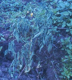 Tomate afectado por Ralstonia solanacearum
